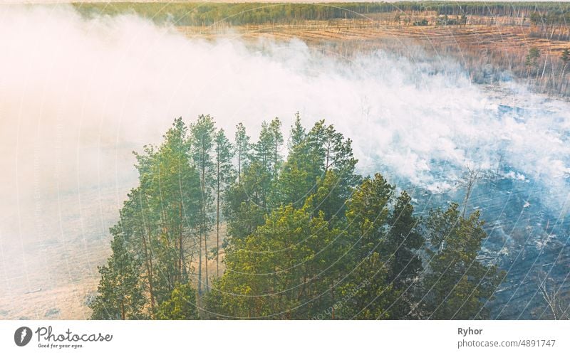 Aerial View. Spring Dry Grass Burns During Drought Hot Weather. Bush Fire And Smoke In Pine Forest. Wild Open Fire Destroys Grass. Nature In Danger. Ecological Problem Air Pollution