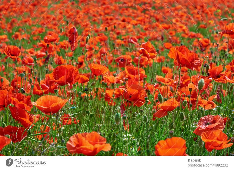 Landscape with blooming poppy flowers papaver field nature summer morning tree landscape light red background grass purple sunrise wild agriculture countryside