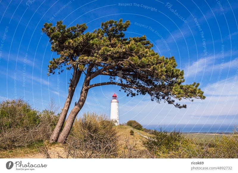 The lighthouse Dornbusch on the island Hiddensee Lighthouse coast Baltic Sea Monastery Mecklenburg-Western Pomerania Island Tree Wind cripple Baltic coast Ocean