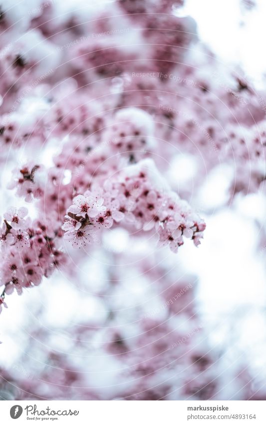 spring awakening Blossom Spring Spring flower Tree pink Pink