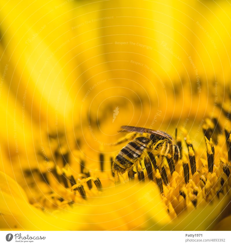 Bee collecting pollen on a sunflower or ... headfirst into pleasure Sunflower Yellow Summer Nature Blossom Flower Pollen Insect Nectar Diligent