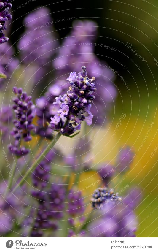 lavender Plant half shrub medicinal plant labiates aromatic herb Flower spikes inflorescence Blossom violet-blue floral scent Fragrance Odor Sámen Close-up