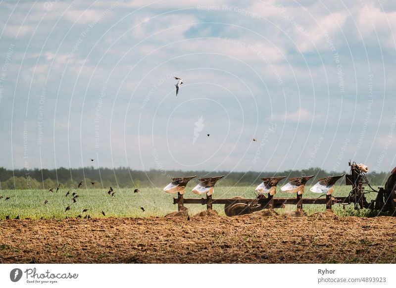 Flock Of Birds Of Seagull Flies Behind Tractor Plowing Field In Spring Season. Beginning Of Agricultural Spring Season agrarian agricultural agriculture