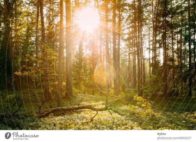 Beautiful Sun Sunshine Above Fallen Old Pine Tree. Sunset Sunrise In Autumn Coniferous Forest. Sunlight Sunbeams  Through Woods In Fall Forest Landscape.