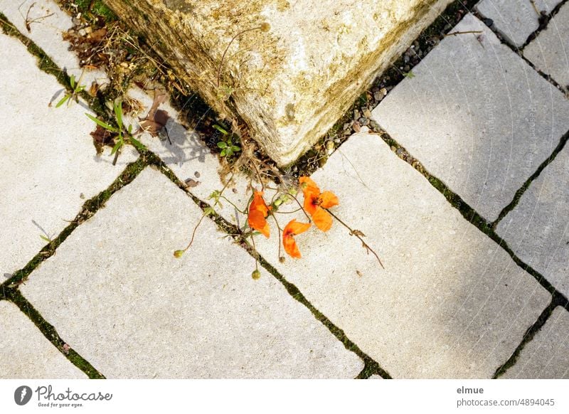 Mo(h)ntag / Small, sparse poppy plant with three flowers in a joint between wall stone and stone slabs Poppy poppies scantily Plant uncontrolled growth Monday