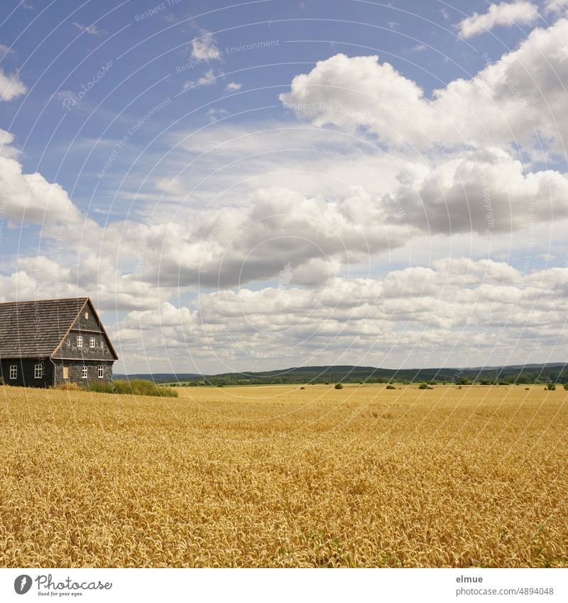 Field with ripe golden wheat, an old slate house and numerous fair weather clouds / summer / harvest time Wheat Summer Grain Golden yellow Wheatfield