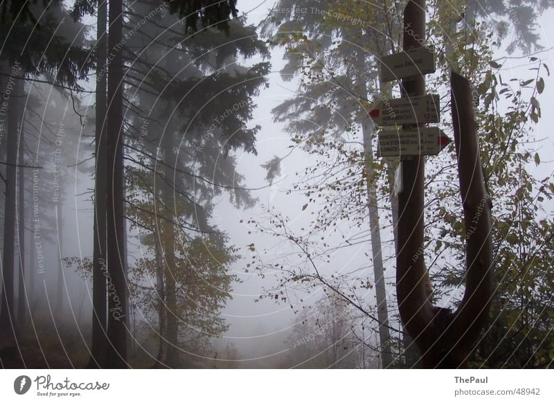 Signpost in the fog Forest Fog Tree Ghost forest Hiking Footpath Calm Grief Loneliness Exterior shot Road marking Sadness Spooky