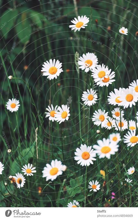 Daisies on a summer meadow marguerites Daisy flowers daisy meadow blossom Summerflower meadow flowers Summer Blossoms Garden plants wild plants wild flowers