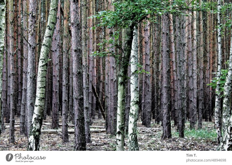 Forest in Brandenburg Nature Exterior shot Tree Deserted Environment Landscape Colour photo Day Plant Green naturally Summer