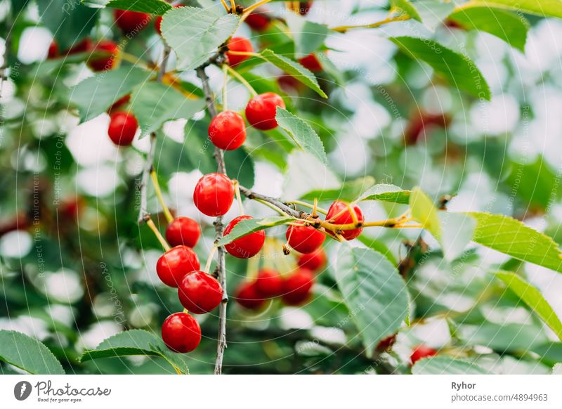 Red Ripe Cherry Berries Prunus subg. Cerasus on tree In Summer Vegetable Garden agriculture beautiful beauty berries berry botanic botanical botany branch