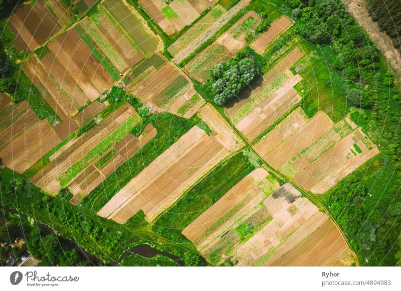 Aerial View Of Vegetable Garden. Potato Plantation At Summer Day. Village Garden Beds aerial aerial view agricultural agriculture beautiful countryside