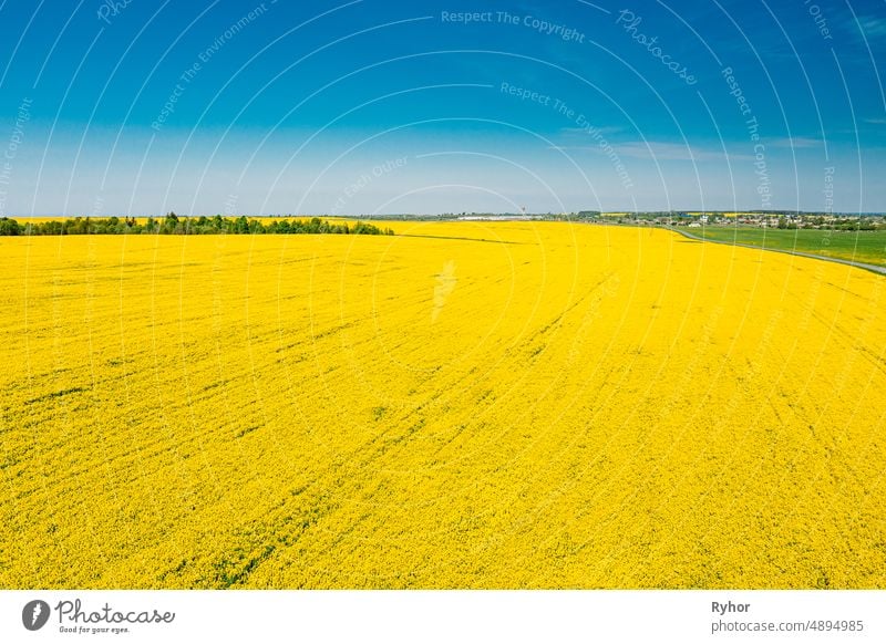 Aerial View Of Agricultural Landscape With Flowering Blooming Rapeseed, Oilseed In Field Meadow In Spring Season. Blossom Of Canola Yellow Flowers. Beautiful Rural Landscape In Bird's-eye View