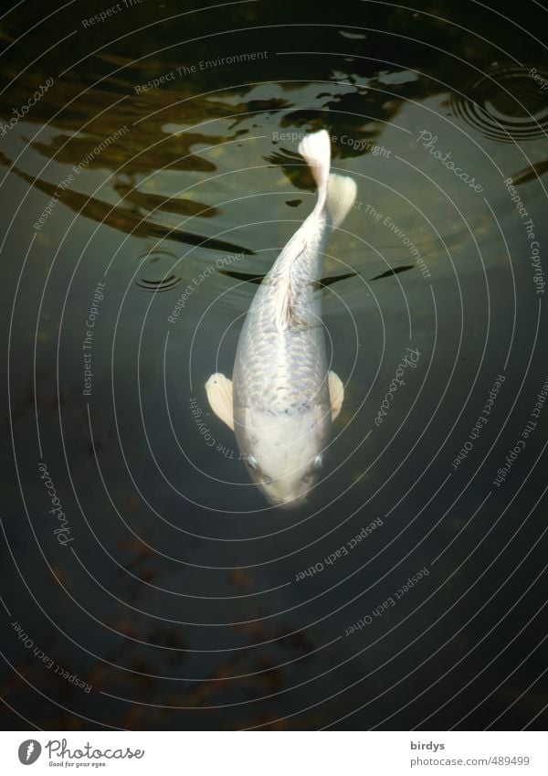 The white Koi Water Spring Summer Autumn Pond Fish 1 Animal Swimming & Bathing Esthetic Elegant Exotic Positive White Love of animals Serene Pride Movement