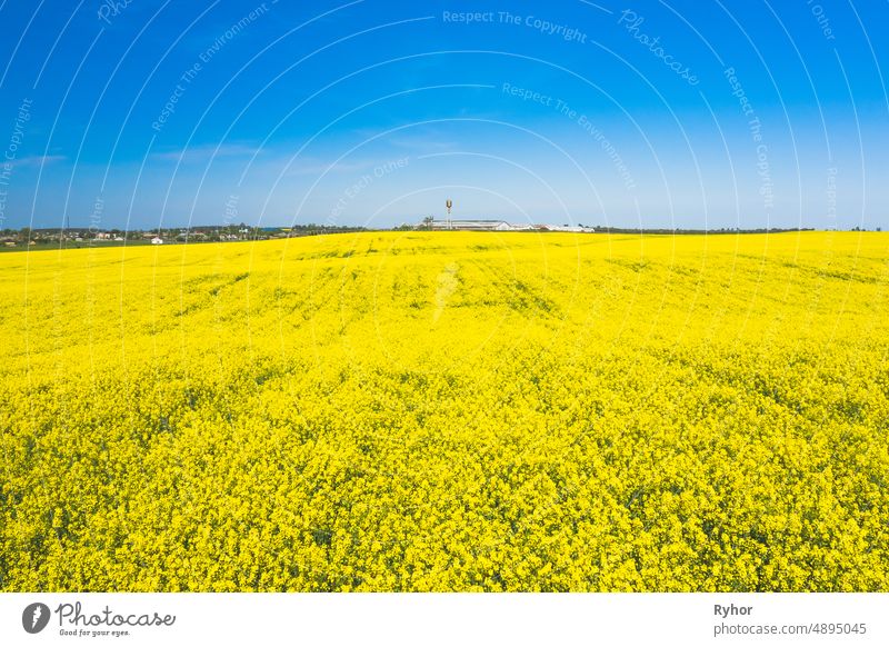 Aerial View Of Agricultural Landscape With Flowering Blooming Rapeseed, Oilseed In Field Meadow In Spring Season. Blossom Of Canola Yellow Flowers. Beautiful Rural Landscape In Bird's-eye View