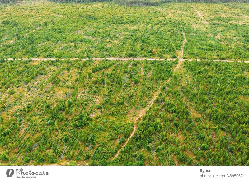 Aerial View Green Forest Deforestation Area Landscape. Top View Of New Young Growing Forest. European Nature From High Attitude In Summer Season aerial