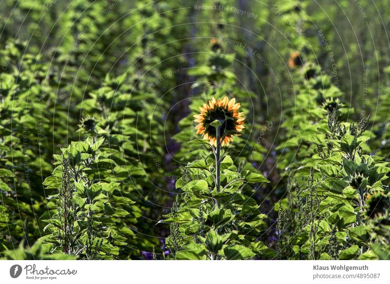 Sunflower blooms first in a field of sunflowers and greets the sunrise, between the rows are cornflowers and milkweed Sunflower field Field Back-light Plant