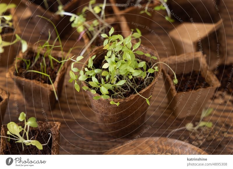 Vegetable seedlings in biodegradable pots on wooden table close up. Urban gardening vegetable spring nature dark Homegrown urban growing plant Indoor