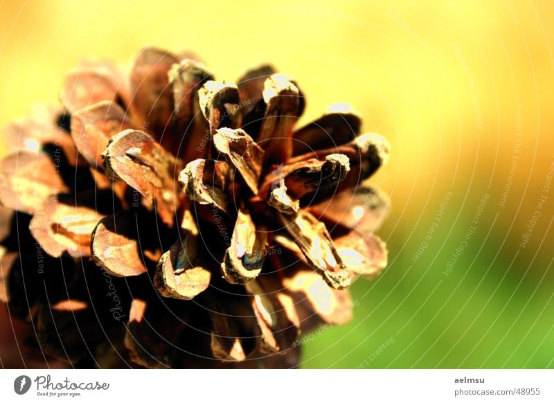 pine cone Autumn Cone Nature Pine Autumnal To fall Pine cone 1 Shallow depth of field Deserted Close-up