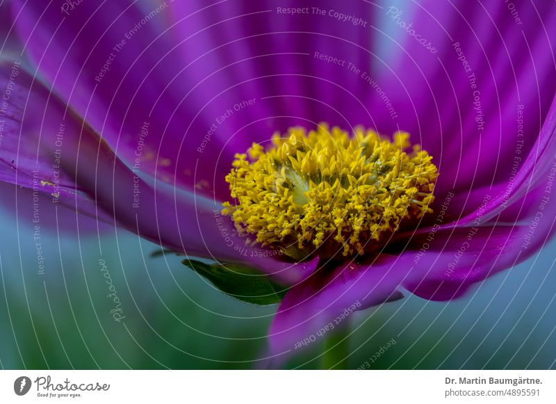 Inflorescence of Cosmos bipinnatus, Jewel Basket, Mexico Aster or Common Cosmee. cosmos Cosmea Mexicoaster cosmetics inflorescence blossom Common chicory