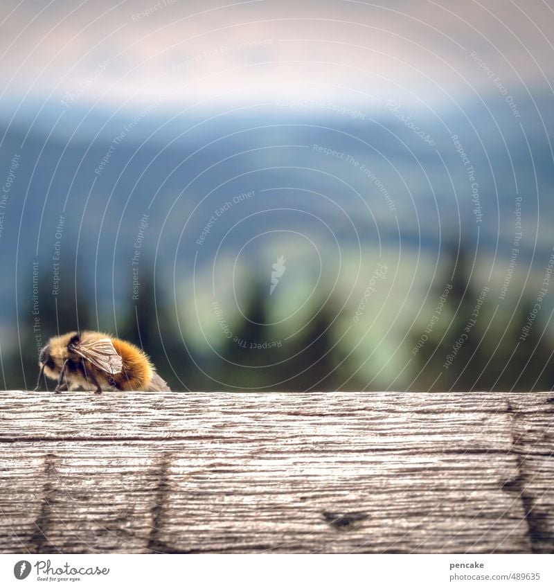 Time change back march... Nature Landscape Alps Bee 1 Animal Sign Hiking Clock Backward Clear Sadness Wood Allgäu Alps Far-off places Colour photo Exterior shot