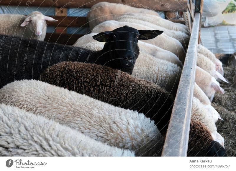 The black sheep looks at the camera Black sheep Looking into the camera animal glance Curiosity Animal face Group of animals Sheep Observe Nature Farm animal