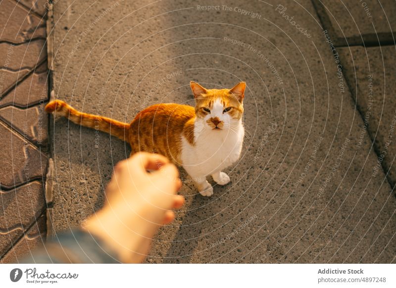 Crop person reaching out to stray cat curious street reach out pavement sunset evening homeless doha qatar pet sunlight outstretch calm sidewalk road sundown