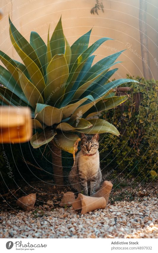 Cute cat sitting near foxtail plant in backyard agave attenuata house tabby animal decor pet garden adorable exotic feline mallorca balearic islands spain