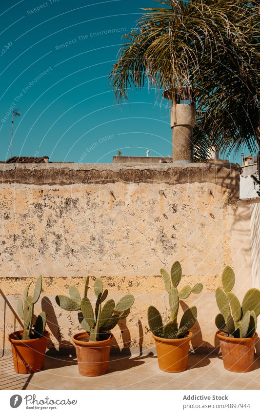 Potted cacti decorating yard of aged house in Mallorca cactus pot courtyard blue sky plant vegetate stone wall exotic summer cultivate botany cloudless daytime