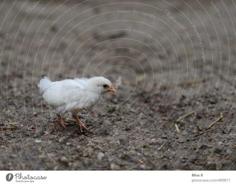 Mamaaaaaa?????? Earth Animal Bird 1 Baby animal Walking Small Cute Loneliness Chick Individual Search Barn fowl Poultry Farm Livestock breeding Poultry farm