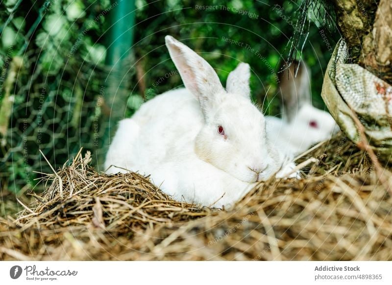 Cute white rabbit resting over haystack in garden countryside animal farm peep adorable house rural fence mammal peek funny backyard cute bunny hide straw plant