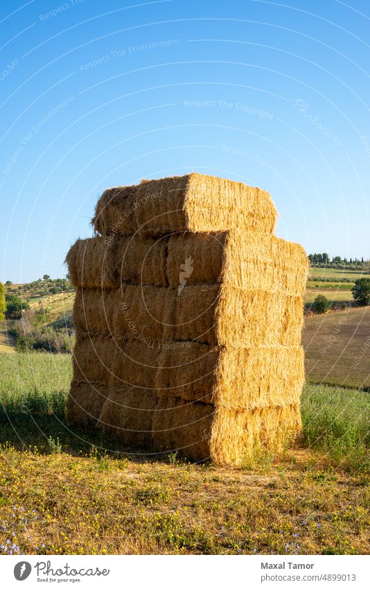 View of haystacks near Montegridolfo, Italy Marche Tavullia agriculture bale barley blue cereal country countryside crop cultivated dawn dry farming farmland