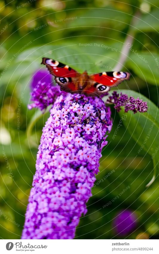 Peacock butterfly on butterfly bush - Aglais io on Buddleja davidii Branch Tree pollination blossom Blossom Relaxation Nutrition awakening holidays lilac spring