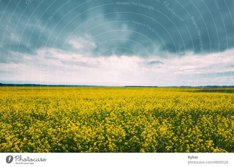 Blossom Of Canola Yellow Flowers And Cloudy Rainy Sky. Bright Dramatic Sky Above Rapeseed, Oilseed Field Meadow Grass Landscape agriculture beautiful bloom