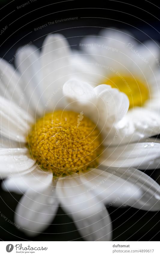 Macro shot from daisy marguerites Wet Macro (Extreme close-up) Flower macro photography close up Marguerite Drop Close-up raindrops Rain Near Nature Detail