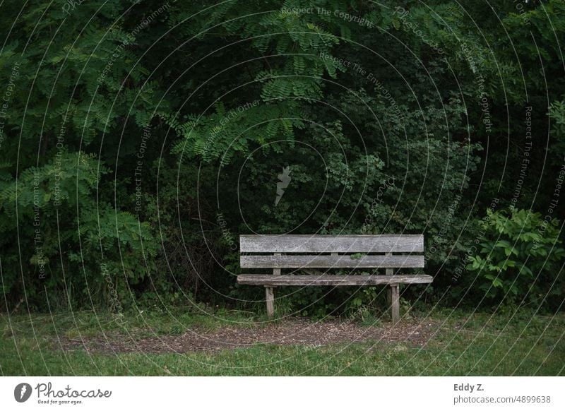 Old bench in a quiet green nature Bench Nature Wood Green green background Break Seating Relaxation Wooden bench Park bench Loneliness Exterior shot Day Shadow