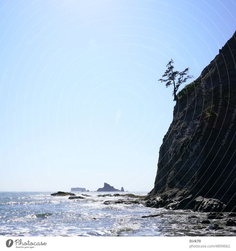 Lone tree on a bluff at Rialto Beach, Olympic Peninsula, Washington State, USA Island Ocean seascape ocean steep coast Tree lonely island lonely tree Loneliness