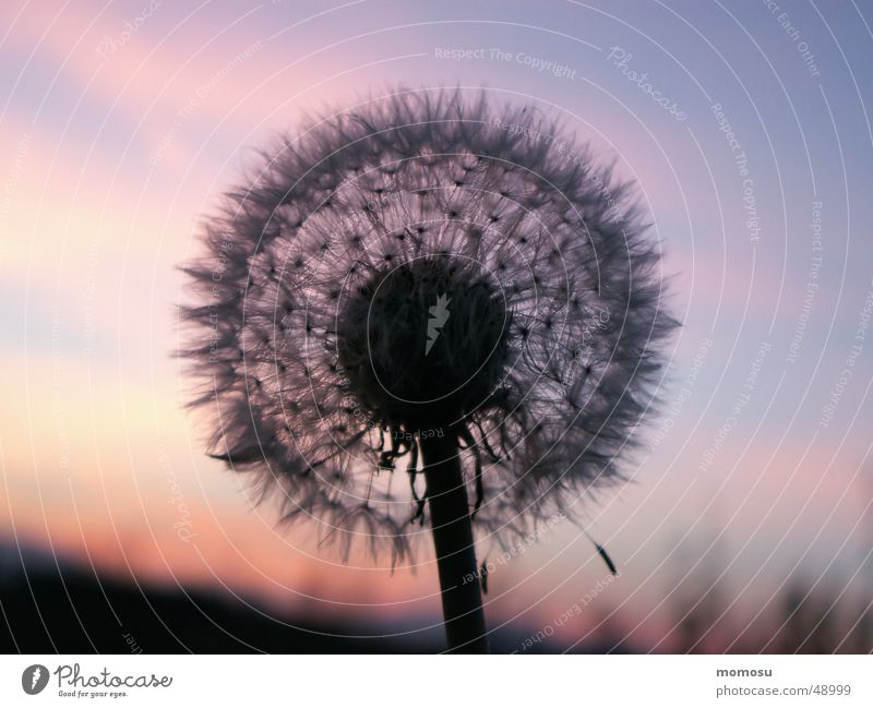 blowball Dandelion Sunset Moody Seed Sky Evening