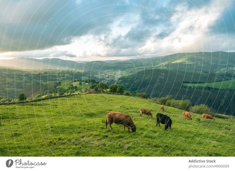 Cows grazing on grassy field hill cow herd livestock pasture graze cattle animal habitat feed hillside specie valles pasiegos cantabria herbivore spain slope