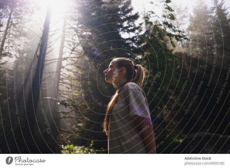 Woman hiker walking in forest woman woods travel tree tall scenery tourist traveler landscape explorer adventure woodland nature trunk stroll lens flare botany