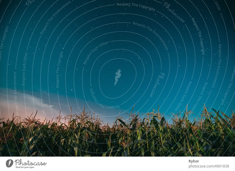 Night Starry Sky Above Green Maize Corn Field Plantation In Summer Agricultural Season. Night Stars Above Cornfield In August Month Glowing Stars agriculture