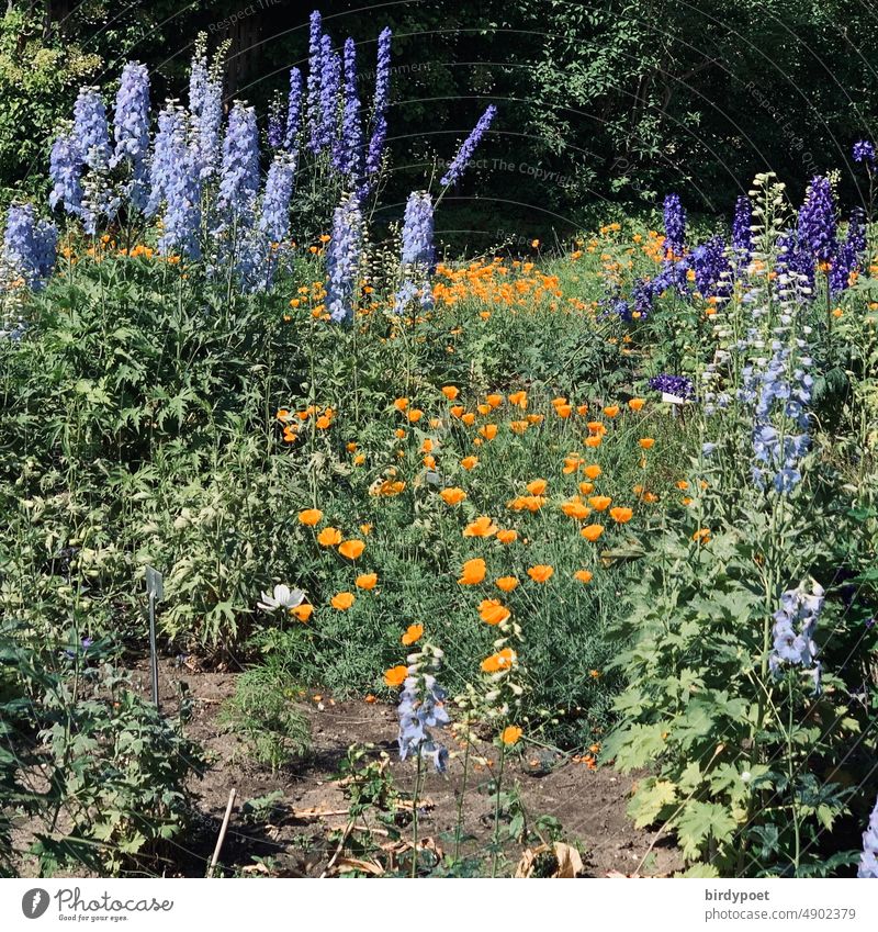 Summer flowers in the park Summerflower Park Garden Flower purple Orange Green Blossoming blossoms