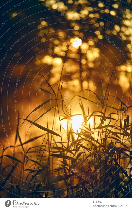 Reed in the morning sun reed Grass Morning Sunrise Back-light dazzled Sunlight Nature Exterior shot Colour photo Sunbeam Sunset Landscape Deserted