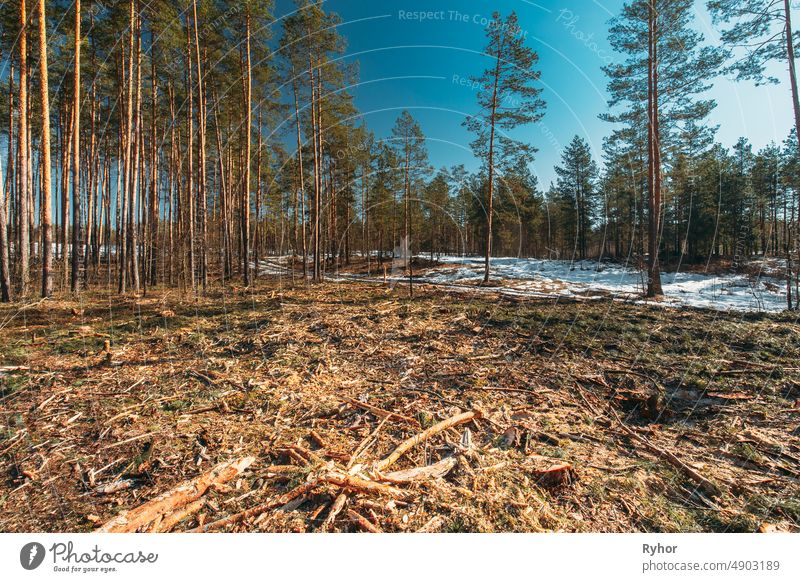 Fallen Tree Trunks In Deforestation Area. Pine Forest Landscape In Sunny Spring Day. Green Forest Deforestation Area Landscape area broken cut cutting damage