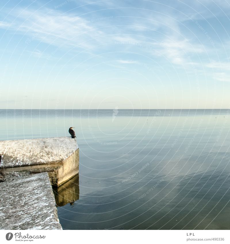 Waiting for Godot : Curonian Spit Nature Water Sky Clouds Animal Wild animal Bird 1 Crouch Dream Sadness Authentic Infinity Blue Gray Serene Calm Jetty Harbour