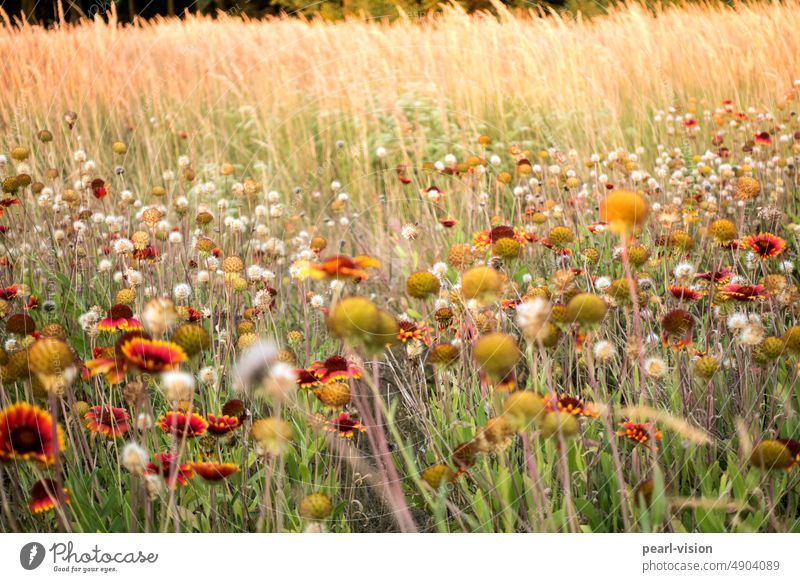 summer meadow Blossom Summer Blossoming Flower meadow Meadow Romance Peaceful Wild plant Nature beautifully Sunlight Exterior shot Field Grass