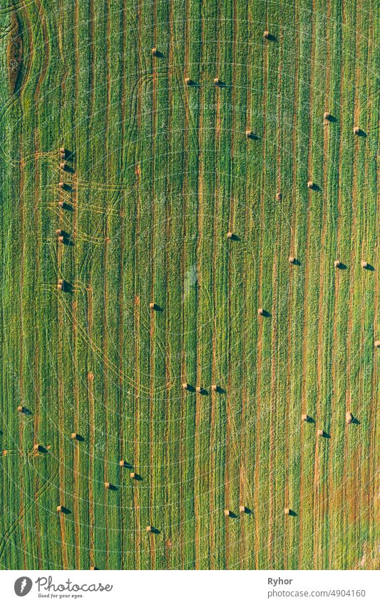 Aerial View of Summer Field Landscape With With Dry Hay Bales During Harvest. Trails Lines on Farmland. Top View Agricultural Landscape. Drone View. Bird's Eye View