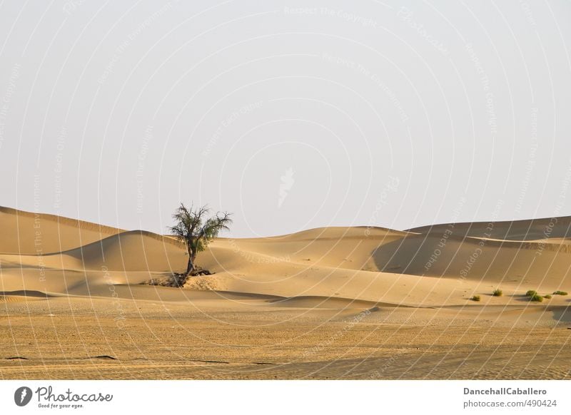 the desert lives Environment Nature Landscape Sand Warmth Drought Tree Hot Homesickness Wanderlust Adventure Loneliness Idyll Infinity Desert Dune