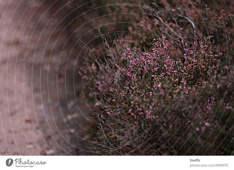 Fascination Heath Domestic Nordic Heath silence Nordic romanticism Nordic wild plants Heather Romanticism native wild plants Poetic Old fashioned Heathland