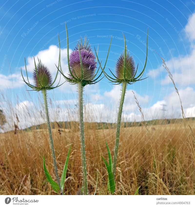 Trident | Neptune's surname is probably Thistle Field Margin of a field Landscape Flower Nature Plant Summer Blossom Environment Shallow depth of field Thorny