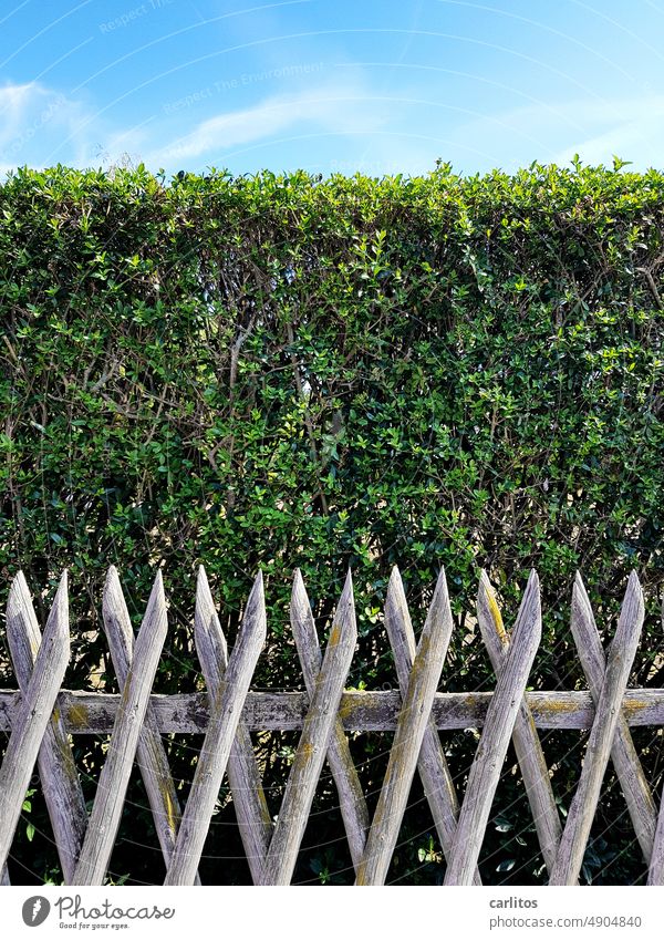 Blue Green Gray | Sky Hedge Fence Arrangement Divide Border Garden Neighbor Nature Real estate neighbourhood allotment Plant Garden allotments Garden plot